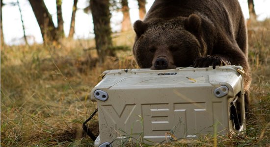 A grizzly bear chews on a Yeti cooler - image courtesy of Yeti Coolers