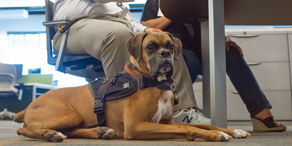 Dell employee service dog Coach sits near his human in the office