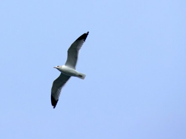 bird flying