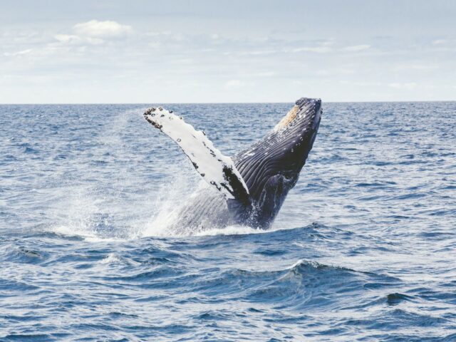 Photo of a blue whale breaching courtesy of Thomas Kelley from Unsplash.
