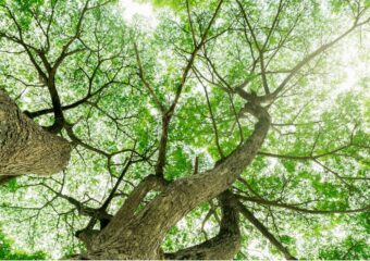 View from the ground of tree canopy, including leaves and branches and sunlight visible.